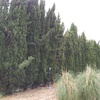 Podar árboles en altura