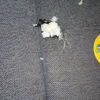Agujero en tapicería por mordisco de perro