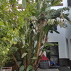 Talar Árbol
