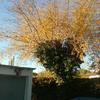 Podar 4 arboles