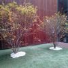 Podar y tratamiento de arboles