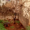 Puesta a punto jardín patio