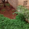 Podar árbol y desbrozar patio 50 m2