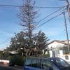 Reforma valla antigua de hiedra