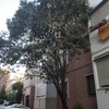 Poda árbol y posible retirada de valla pequeña