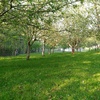 Talar árboles