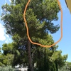 Tala de ramas de pino