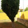 Arrancar dos arboles en dos hemanas sevilla