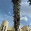 Tala de palmera en puerto de mazarrón (murcia)