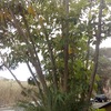 Recortar árbol ficus patio entrada