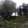 Talla pino