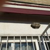 Reparación toldo