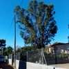 Podar/talar arbol
