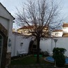 Poda de un arbol-seseña