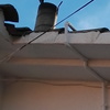 Reparar salida chimenea tejado