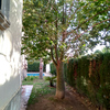 Cortar arboles en jardin de vivienda unifamiliar