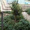 Derribar muro
