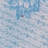Fumigación o Desinsectación