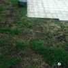 Plantar Cesped