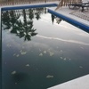 Limpieza puntual de piscina
