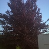 Poda de arbol