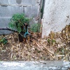 Desbrozar Jardín