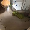 Fumigación o Desinsectación