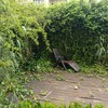 Hacer puesta a punto de jardín