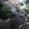 Desbrozar Jardín