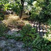 Desbrozar Jardín