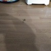 Fumigación o Desinsectación