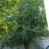 Talar árboles