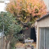 Mantener Jardín