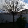 Podar un arbol en un jardin