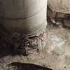 Reformar Chimenea