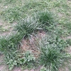 Plantar Cesped