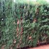 Otros Trabajos De Jardinería