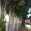 Talar árboles