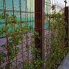 Construir Muro