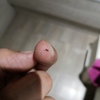 Fumigación o Desinsectación
