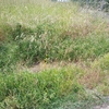 Desbrozar Jardín