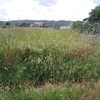 Desbrozar Jardín