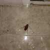 Fumigación o Desinsectación