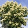 Quitar avispero de arbol