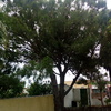 Talar árboles