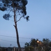 Talar árboles