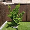 Transplante de árboles pequeños