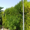 Otros Trabajos De Jardinería