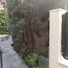 Hacer puesta a punto de jardín