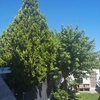 Podar árboles jardin